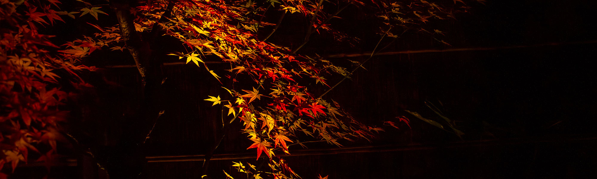 the common one bar autumn